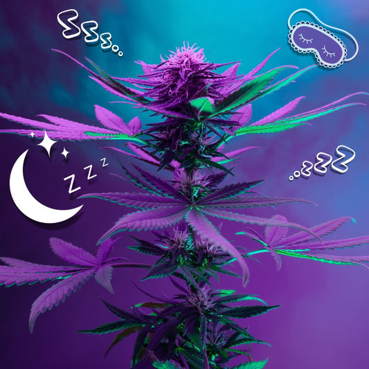 5 Of The Best Weed Strains For Sleeping