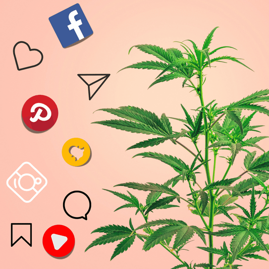 Guide To Organic Cannabis Content For Social Media